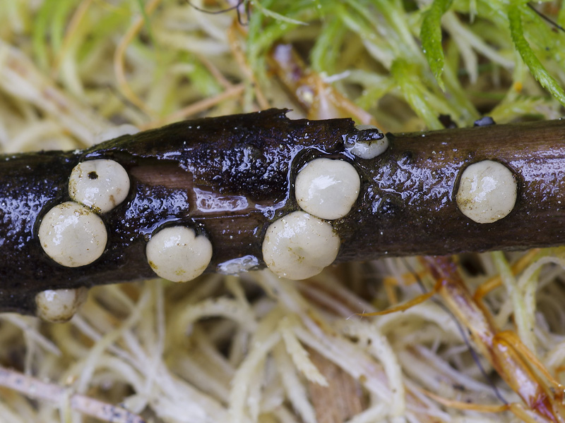 Vibrissea filisporia f. fiscella